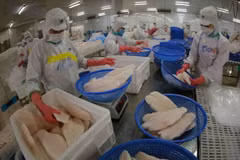 Packing tra fillet products for export at a Sao Mai Group factory in Dong Thap province (Photo: VNA)