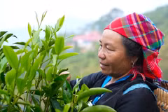 Preserving Suoi Giang tea’s flavour