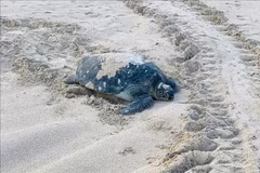 A green sea turtle returns to lay eggs on Cau Cang Beach. (Photo: VNA)