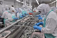 Shrimp processed for export at Minh Phu Seafood Corporation (Photo: VNA)