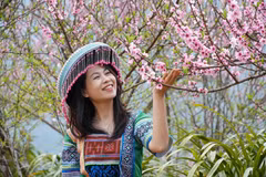 Peach blossoms in full bloom at Sin Suoi Ho community tourism village