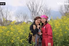 Yellow canola fields breathe spring magic into Fansipan
