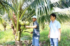 An organic coconut farm in Khanh Hoa province (Photo: VNA)
