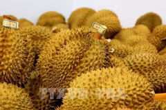 Vietnam's durian export revenue reaches 3.3 billion USD in 2024. (Photo: VNA)
