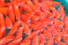The red carps for the ritual remain reasonably priced at 25,000-75,000 VND for three fish, depending on sizes. (Photo: VNA)