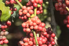 Vietnam eyes to expand market for processed coffee