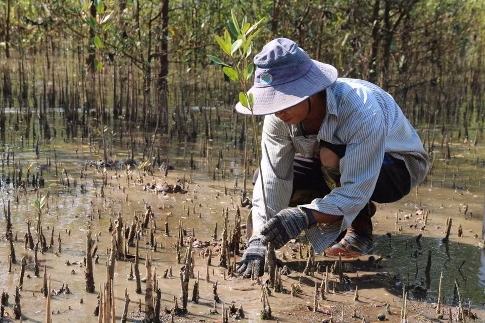 Forest planting is considered an effective and sustainable long-term solution, adapting to climate change in Tra Vinh province. (Photo: VNA)
