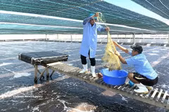Viet-Uc Phu My Co. launches high-quality whiteleg shrimp farming on 7.5 ha using new technology in Gia Lai. (Photo: VNA)