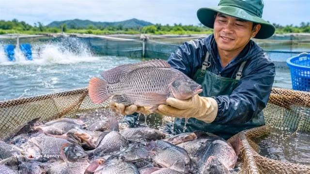 Vietnam's tilapia exports reached 90 million USD in the first eight months of the year, a 43 per cent increase compared to the same period last year. (Photo: VNA)