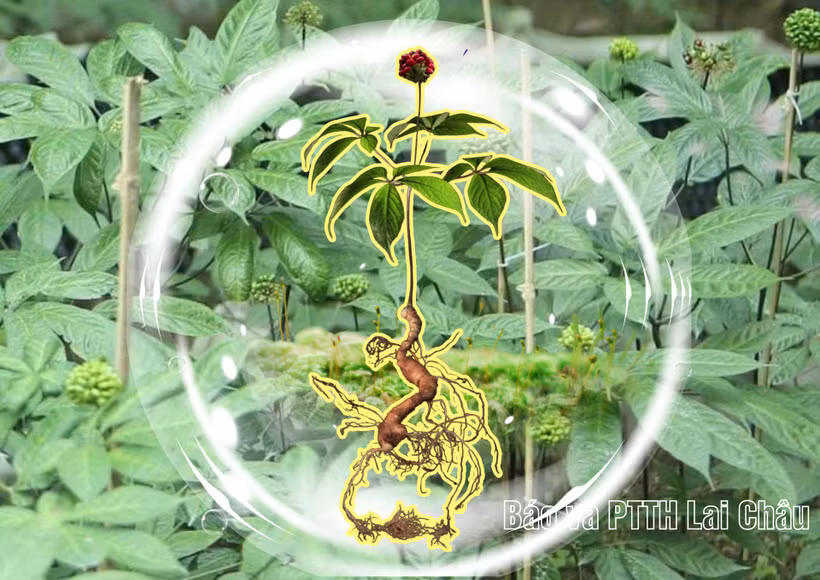 The saponin content of Lai Chau ginseng can reach as high as 23.85% in its natural state, a remarkably high level compared to many other ginseng species. (Photo: baolaichau.vn) 