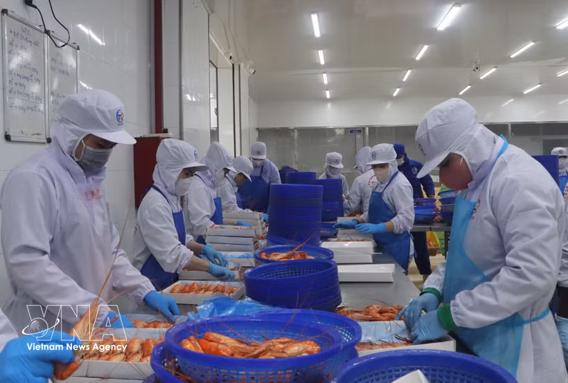 Processing prawns for export (Photo: VNA). 