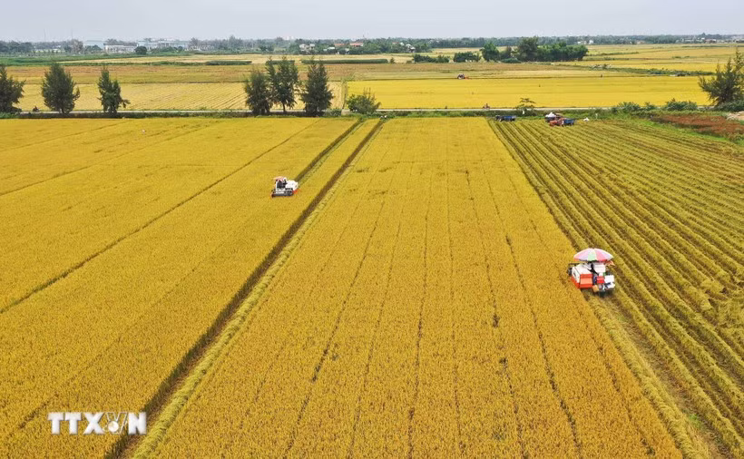 Harvesting high-quality rice under the pilot phase of the one-million-hectare programme for specialised, low-emission rice cultivation in Dong Thap Province. (Photo: VNA)