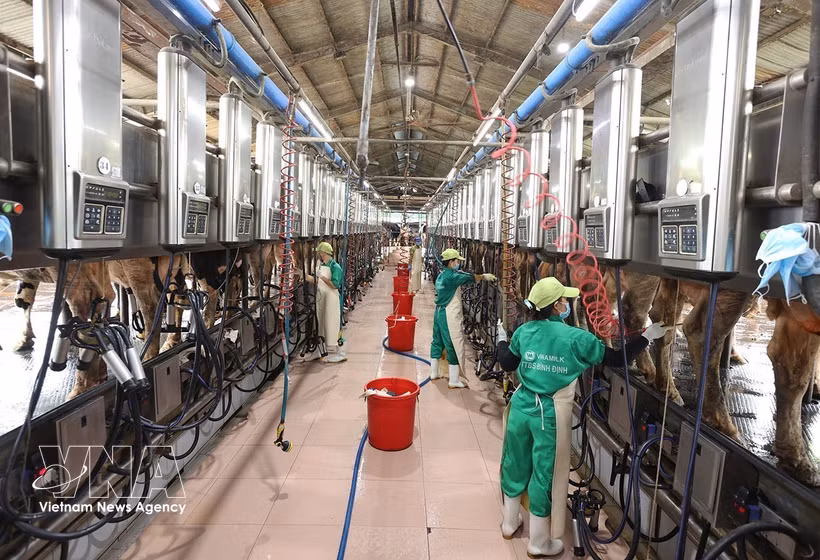 Milking at a dairy farm of Vietnam Dairy Products JSC (Vinamilk) in the Nhon Tan concentrated livestock farming area, An Nhon Tay commune, Gia Lai province. (Photo: VNA)