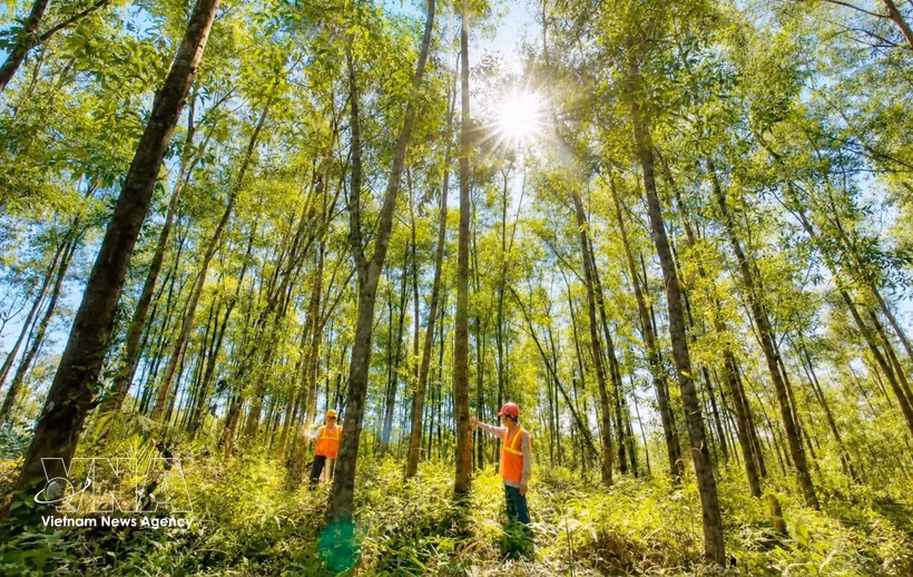 Quang Tri steps up development of large-timber forests. (Photo: VNA) 
