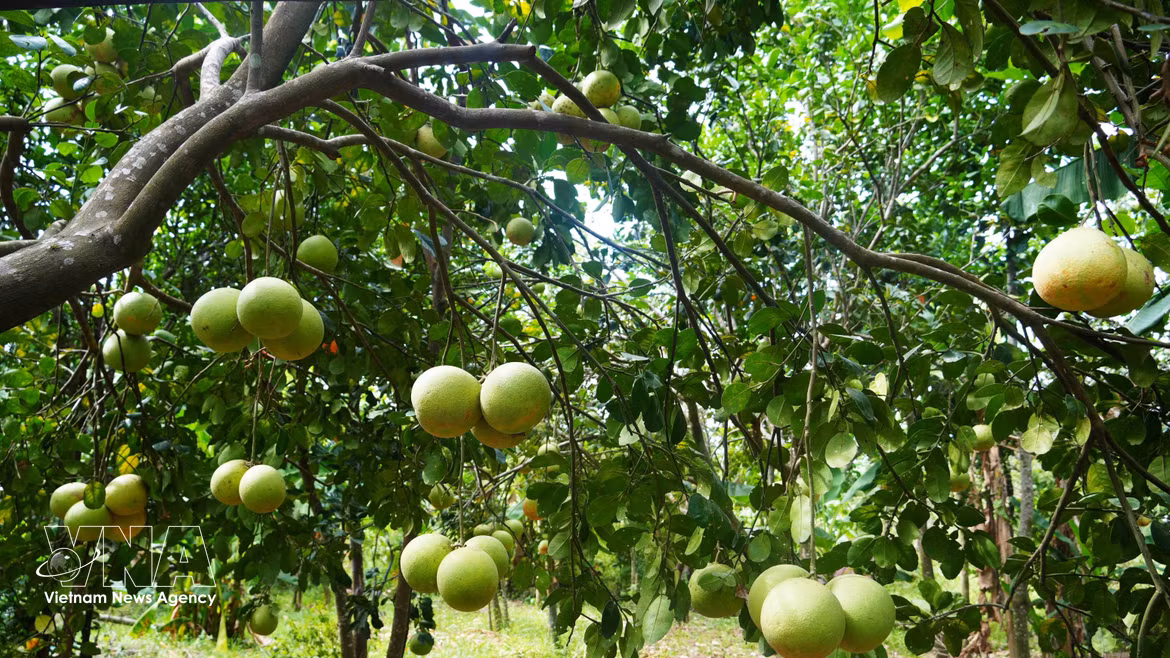 Thanh Tra pomelo enters peak harvest season in Hue
