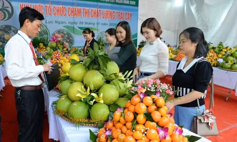The Bac Ninh Fruit Festival 2025 will feature many new highlights. (Photo: Bac Ninh Newspaper)