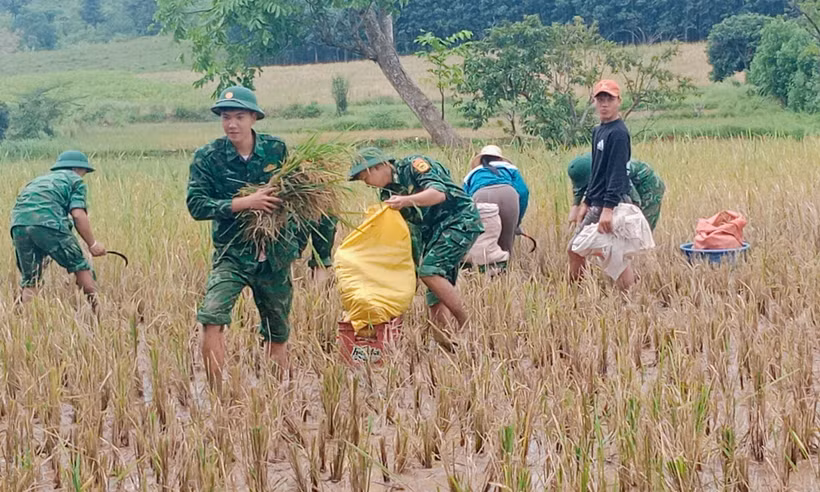 Soldiers help people harvest rice in the rainy season (Photo: VNA)