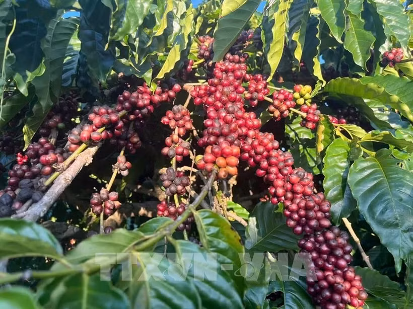 A coffee farm in Gia Lai province. (Photo: VNA)