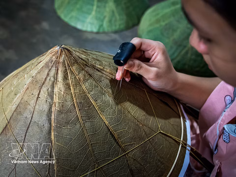 Stitching the hat requires exceptional precision, as each stitch must pass evenly through the delicate lotus leaves without tearing them. (Photo: Van Chi/Published by VNA)