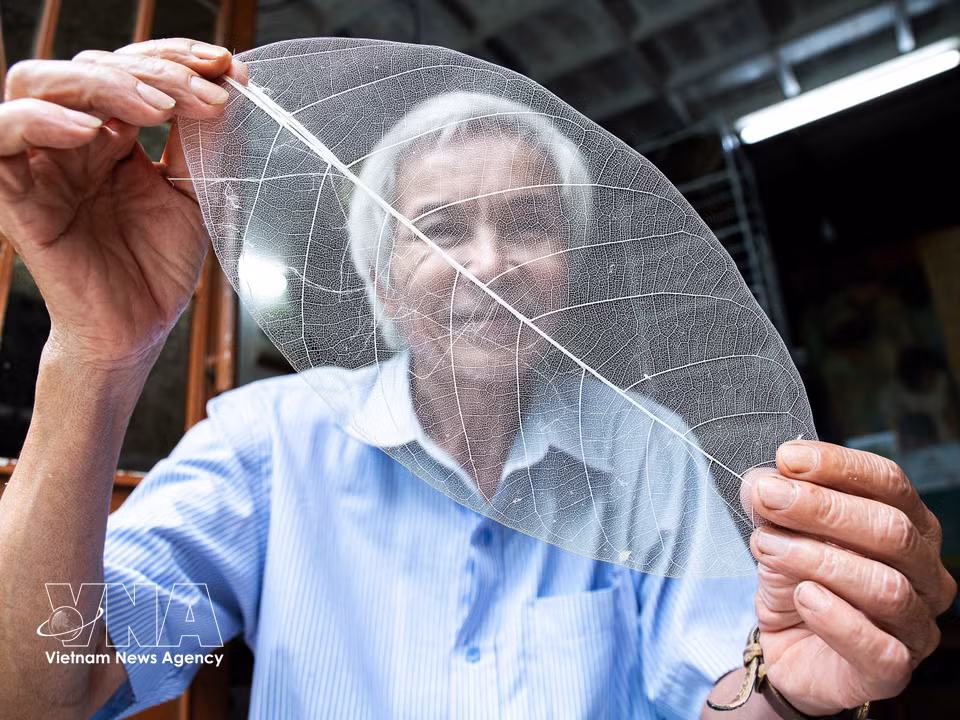 After processing, tropical almond leaf skeletons become remarkably thin and translucent, resembling delicate veils. (Photo: Van Chi/Published by VNA)