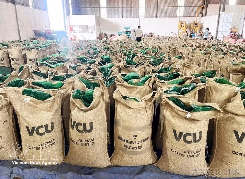 High-quality Robusta coffee beans produced by Vietnam Coffee United Joint Stock Company in Gia Lai for export to international markets. (Photo: VNA)