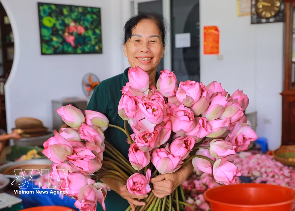 Bach Diep lotus buds at the half-open stage, ready for the tea-scenting process. (Photo: VNA)