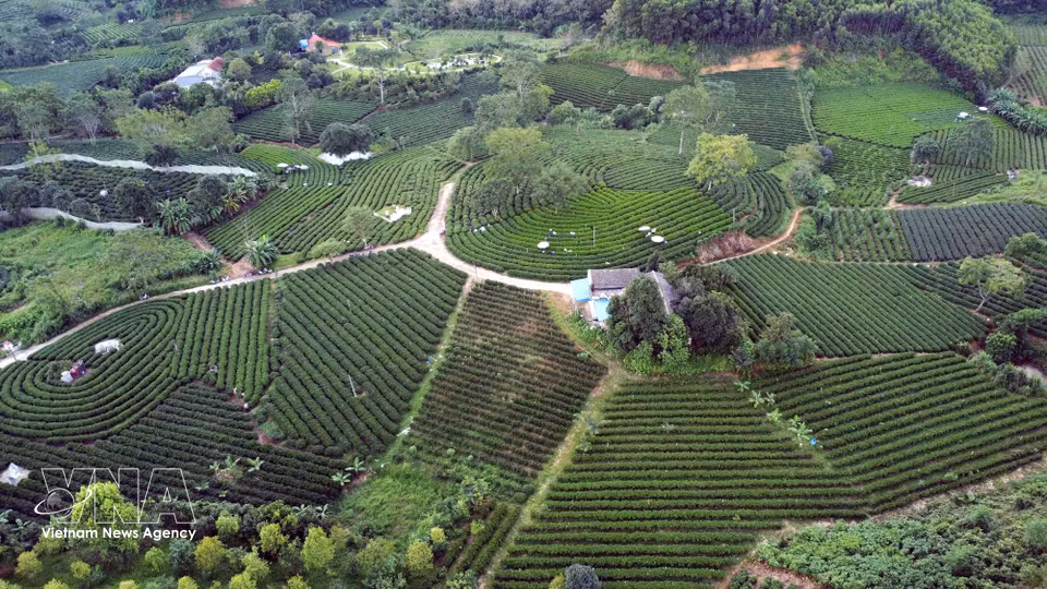 A tea hill in Goc Gao hamlet, Vo Tranh commune, Thai Nguyen province. (Photo: VNA)
