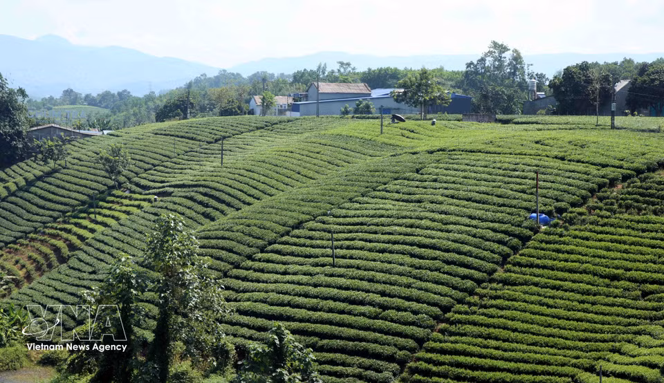 Most tea hills in Thai Nguyen are cultivated using VietGAP and organic methods. (Photo: VNA)