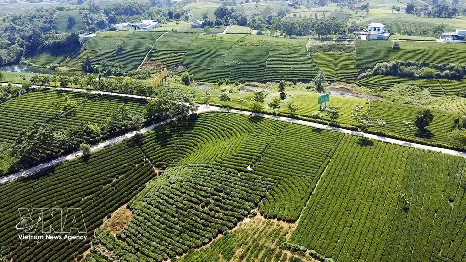 A tea hill in La Bang commune, Thai Nguyen province. (Photo: VNA)
