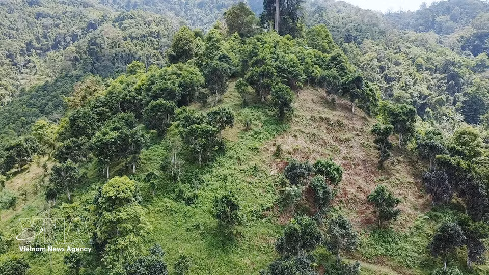 Ancient Shan Tuyet tea hills aged 70-120 years in Dong Phuc commune, Thai Nguyen province. (Photo: VNA)
