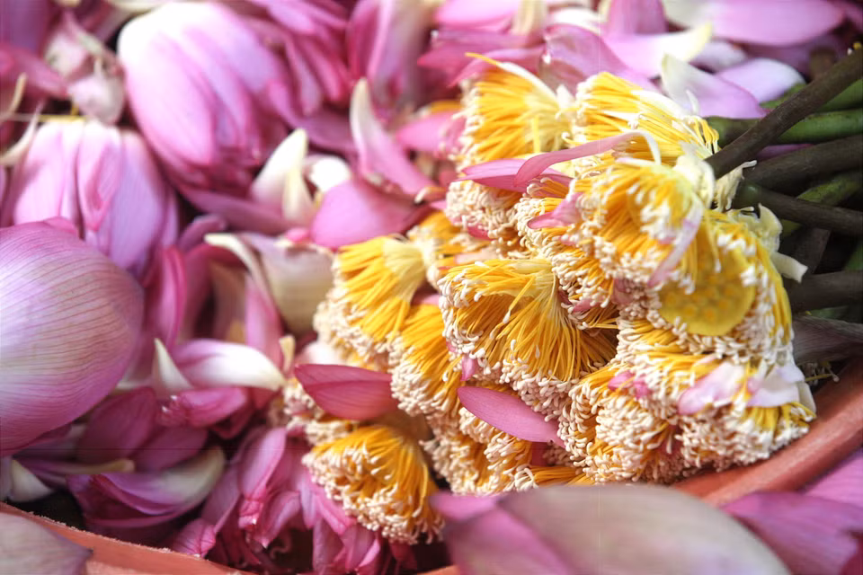 Lotus anthers (commonly referred to as lotus ‘rice’ or gao sen) - the white, grain-like tips of the lotus stamens - contain the highest concentration of fragrance and are considered the blossom’s “scent sac”. (Photo: VNA)
