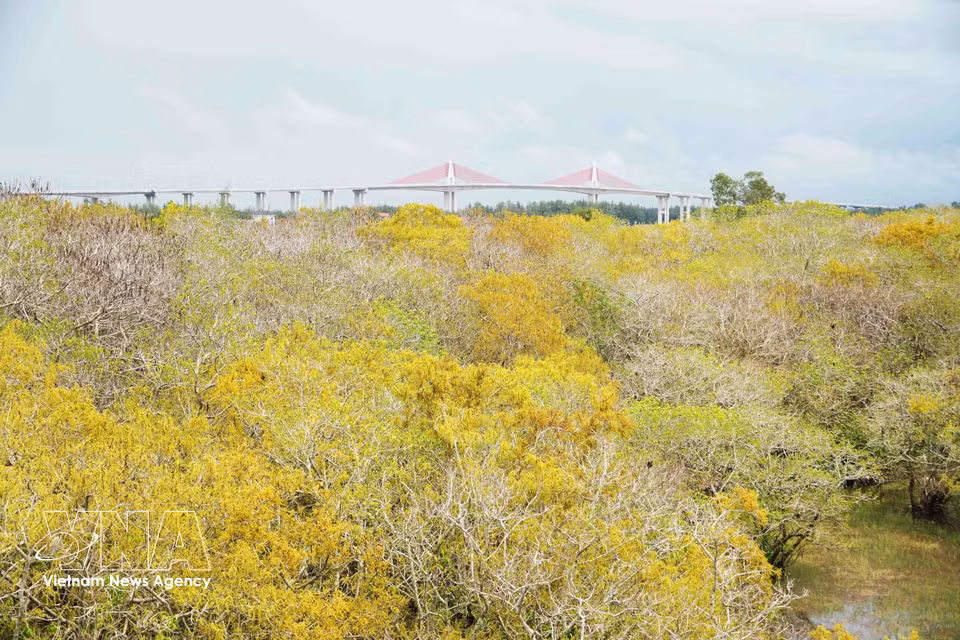 The Ru Cha mangrove forest in Hue city glows with brilliant yellow and orange-red blooms in autumn. (Photo: VNA)