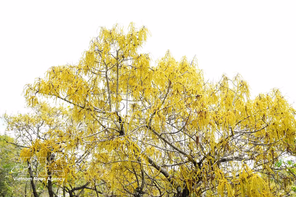 Cha trees in the Ru Cha mangrove forest in Hue city burst into brilliant yellow and orange-red blooms as autumn arrives. (Photo: VNA)