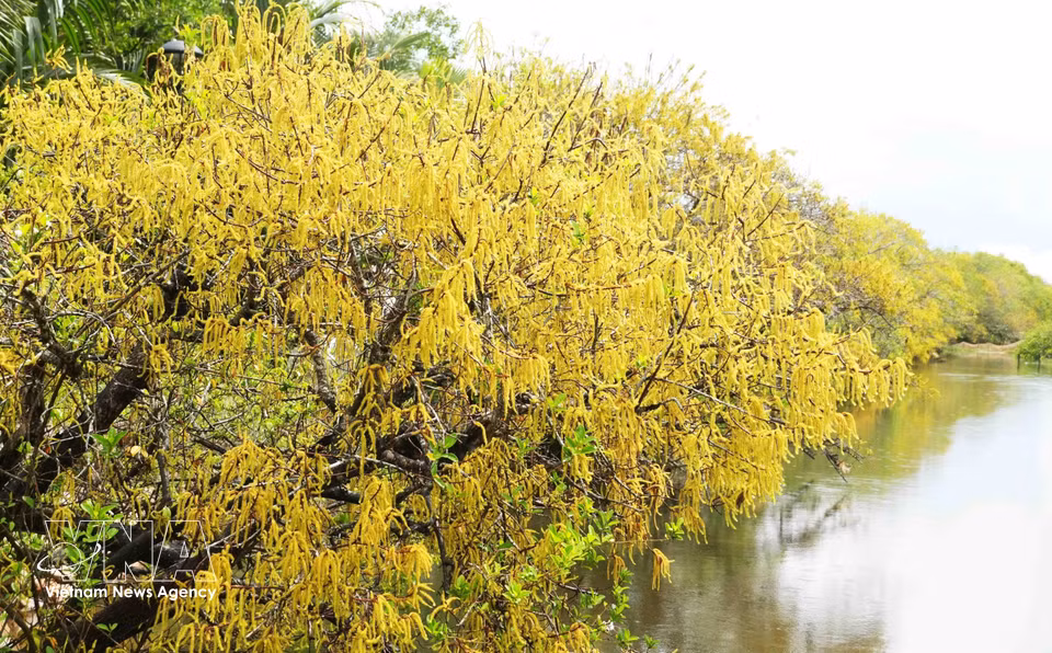 A section of the Ru Cha mangrove forest in Hue city glows with brilliant yellow and orange-red blooms in autumn. (Photo: VNA)