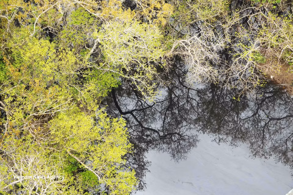A picturesque view of the Ru Cha mangrove forest in bloom in Hue city in autumn. (Photo: VNA)