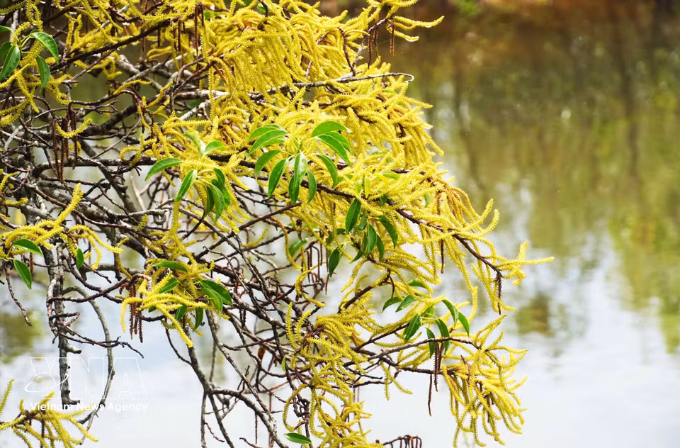 Cha trees in the Ru Cha mangrove forest in Hue city burst into brilliant yellow and orange-red blooms as autumn arrives. (Photo: VNA)