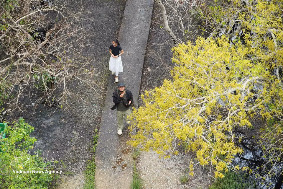 A peaceful, picturesque scene in the flowering Ru Cha mangrove forest in Hue city in autumn. (Photo: VNA)