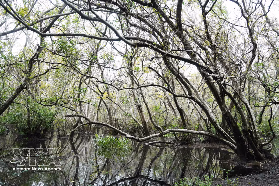 Ancient trees in the Ru Cha mangrove forest in Hue city in autumn. (Photo: VNA)