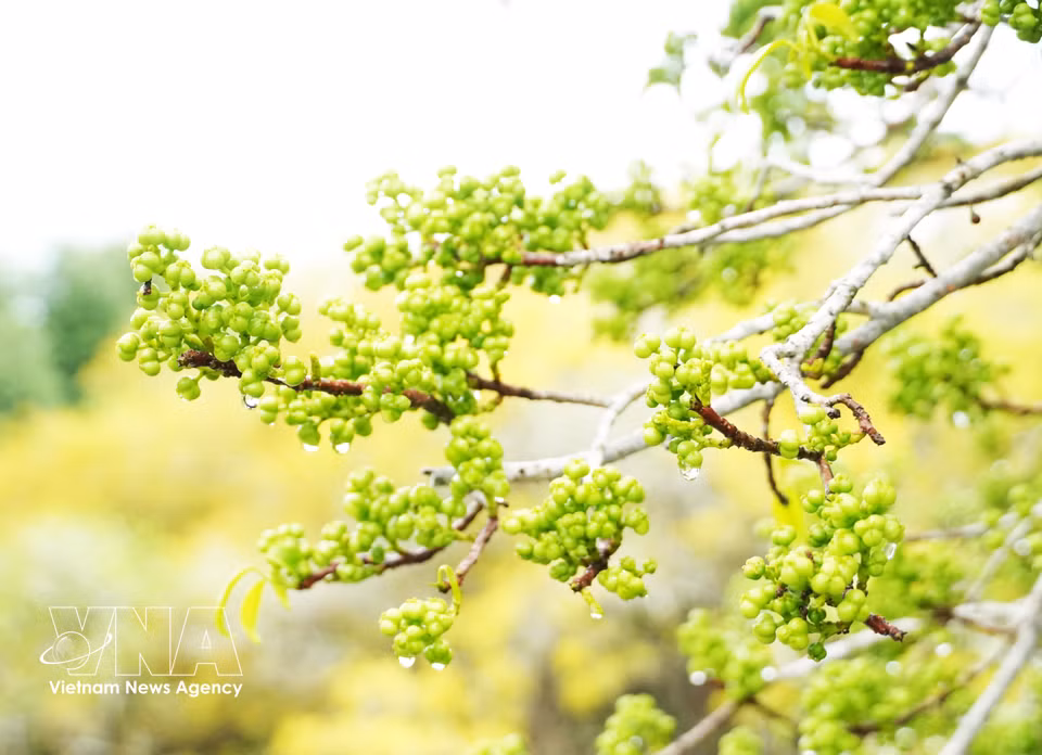 Clusters of fruit on cha trees in the Ru Cha mangrove forest in Hue city in autumn. (Photo: VNA)