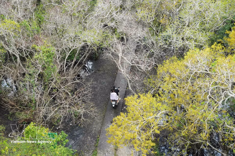 A peaceful, picturesque scene in the flowering Ru Cha mangrove forest in Hue city in autumn. (Photo: VNA)