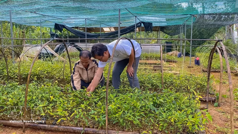 Members of the Anh Duong Medicinal Plant Cooperative Group in Tay Giang commune tend seedlings to secure a reliable supply of quality planting material for expanding cultivation. (Photo: VNA)