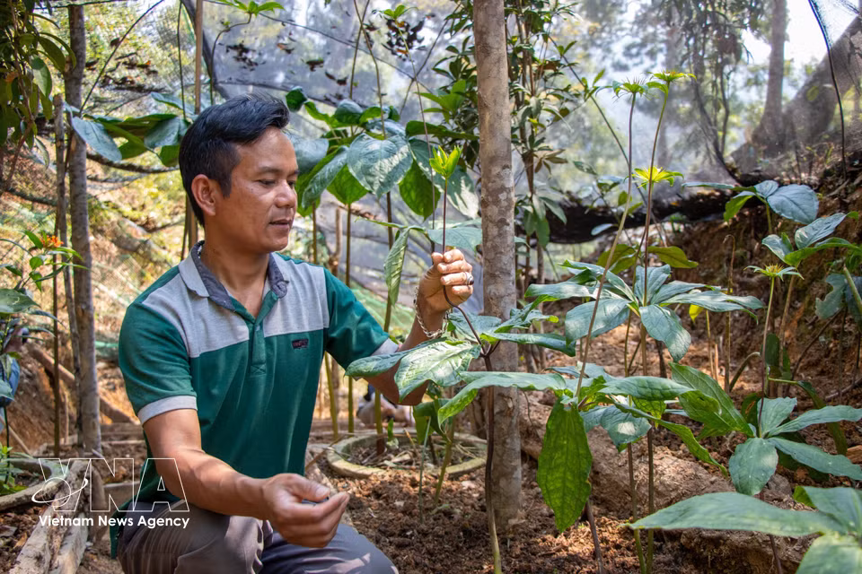 The Loc Troi Medicinal Plants and Tourism Cooperative in Tay Giang commune cultivates the medicinal plant known as “seven leaves, one flower” beneath forest canopies, offering a promising model for developing the medicinal plant sector. (Photo: VNA)