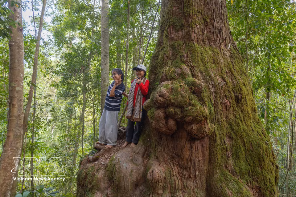 Visitors explore the lush surroundings of the thousand-year-old po mu forest in Hung Son commune, a focal point for ecotourism development linked to forest conservation. (Photo: VNA)
