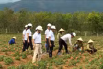 Quang Binh develops hillside medicinal plants