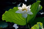 White lotuses adds charm to Hue imperial citadel