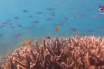 Developing eco-tourism in Con Dao National Park