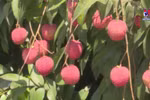 Hung Yen egg-shaped lychees selling like hot cakes