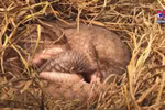 More efforts to conserve pangolin carried out