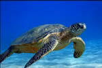 Nearly 123.000 baby turtles released into sea
