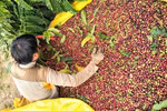 Vietnam becomes third largest coffee supplier to US